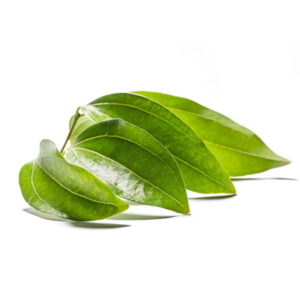 Cinnamon Leaf Essential Oil