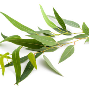 Eucalyptus Globulus 80/85 Essential oil