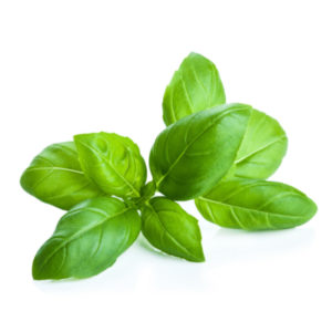 Basil Essential Oil