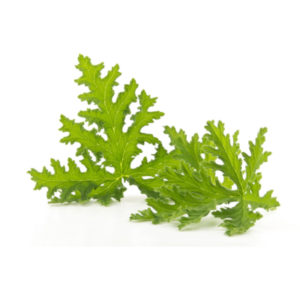 Citronella Essential Oil