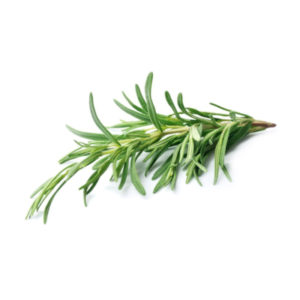 Rosemary Essential Oil Tunisian