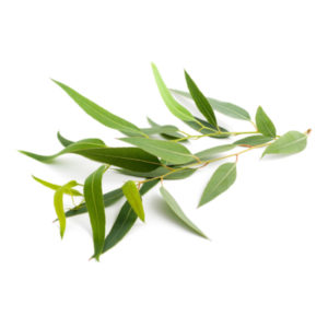 Eucalyptus Citriodora Essential Oil