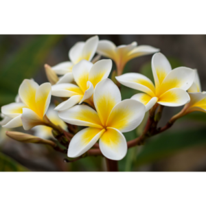 Frangipani Absolute
