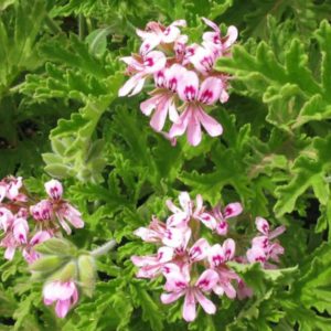 Geranium Fragrance Oil