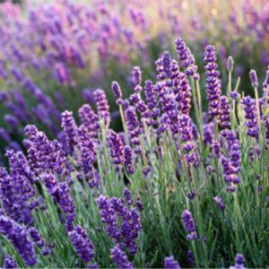 Lavender Essential Oil French Maillette