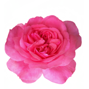 Rose Otto Essential Oil