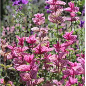Clary Sage Essential Oil