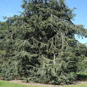 Cedarwood Atlas Essential Oil