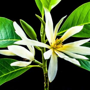 Red Champaka Absolute