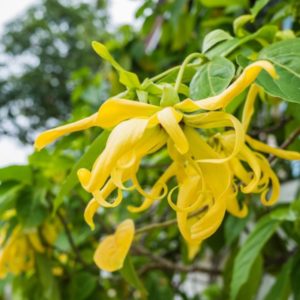 Ylang III Essential Oil Madagascar