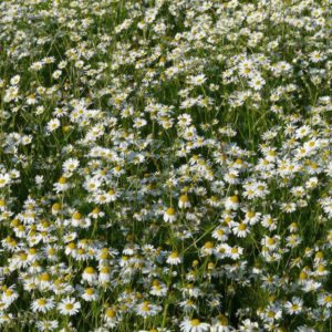 Chamomile Essential Oil Roman