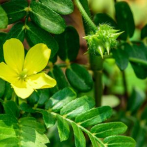 Tribulus Extract