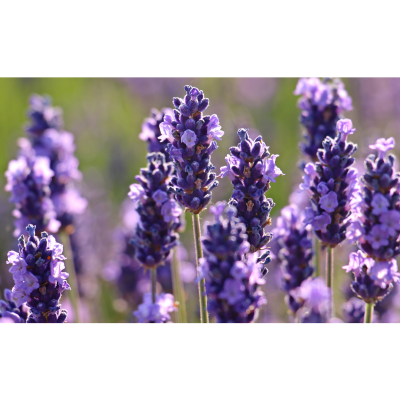 Lavender Absolute - Fine Aromatics NZ