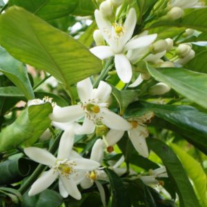 Neroli Essential Oil