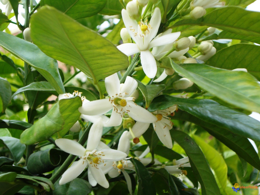 Neroli Essential Oil - Fine Aromatics NZ