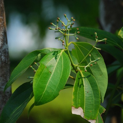 Cassia Essential Oil - Fine Aromatics NZ