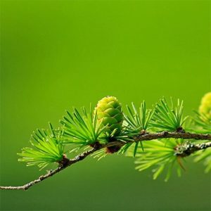 Fir Needle Essential Oil