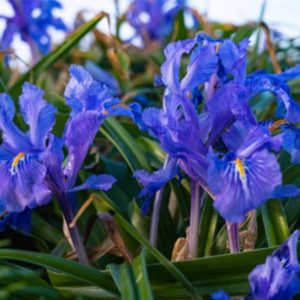 Orris Butter (8% Irones) Essential Oil