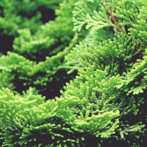 Cypress Essential Oil