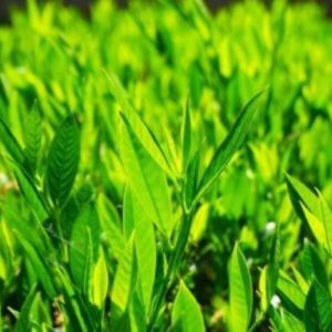 Bay Laurel Essential Oil