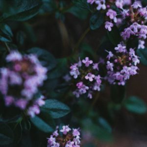 Thymus Zygis Essential Oil