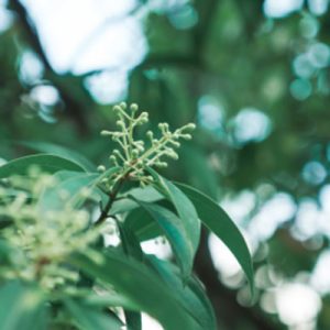 Ho wood (Shiu) Essential Oil