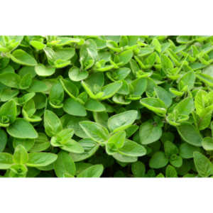 Marjoram essential oil