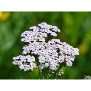 Blue Yarrow Essential Oil
