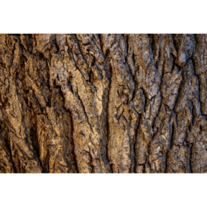 Cascarilla Bark Essential Oil