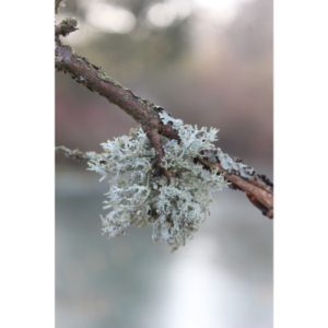 Oakmoss Essential Oil